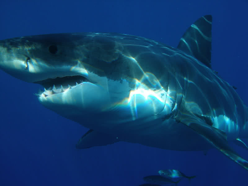 Top 9 Apex Predators In The World - The Mysterious World