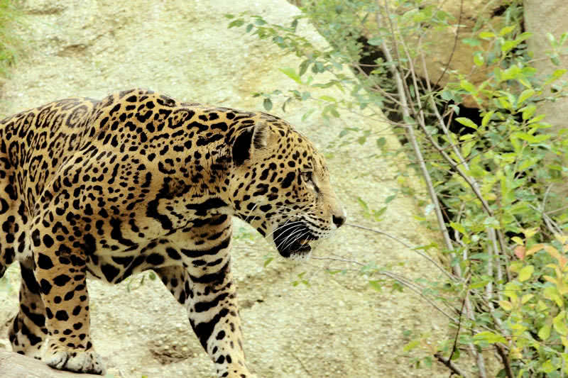 jaguar