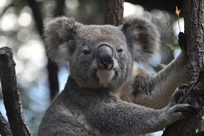Top 9 Amazing Australian Animals - The Mysterious World