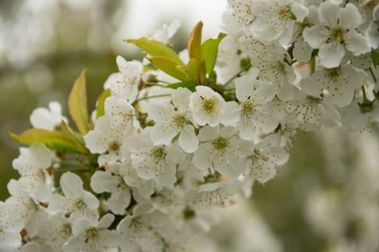 Top 10 Most Beautiful Flowers In The World The Mysterious World Top 10 Most Beautiful Flowers In The World The Mysterious World