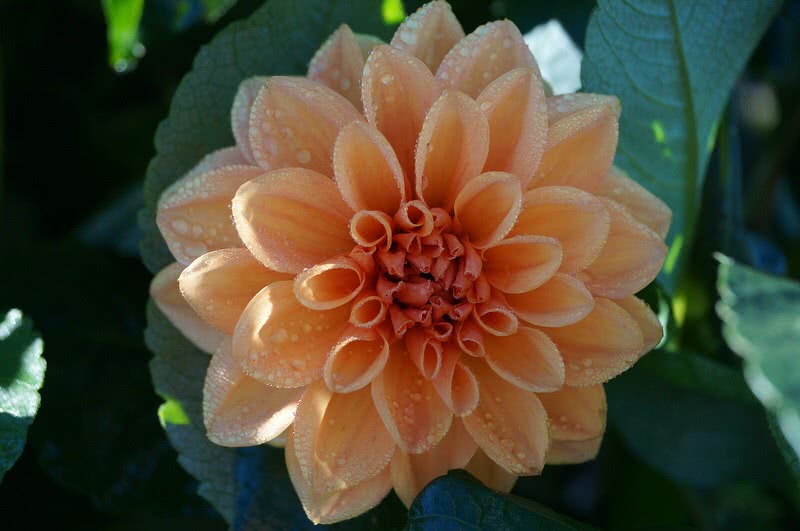 dahlia