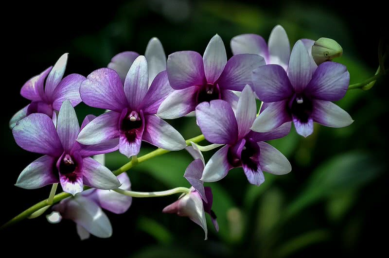 orchides