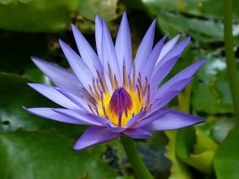 Top 10 Most Beautiful Flowers In The World - The Mysterious World
