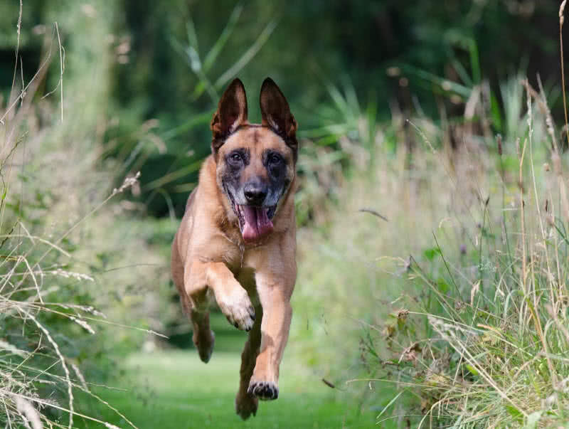Top 10 Best Guard Dogs For Security- The Mysterious World