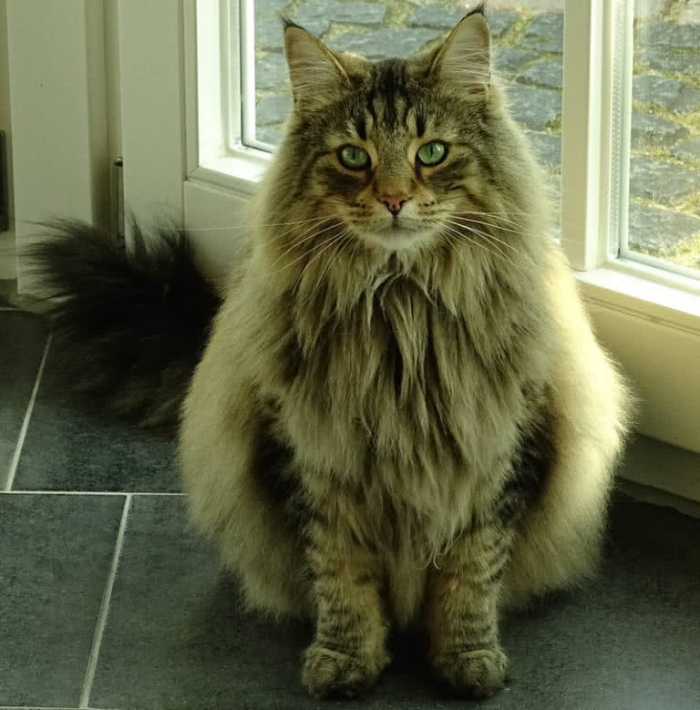 Top 10 Largest Cat Breeds In The World - The Mysterious World