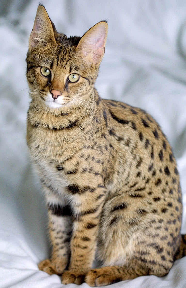 Top 10 Largest Cat Breeds In The World - The Mysterious World