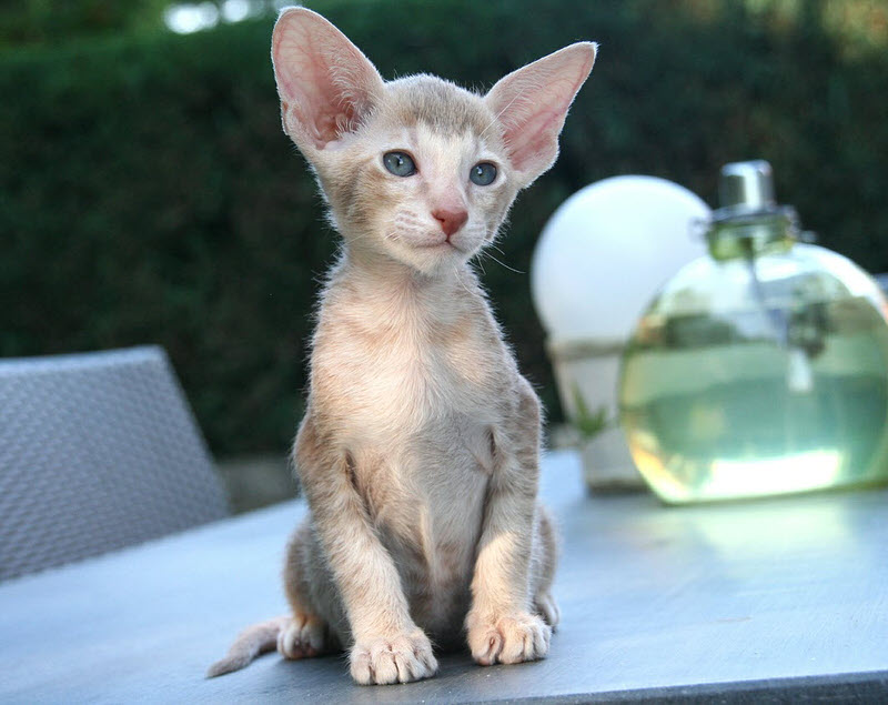 Oriental Shorthair