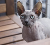 smallest cat breeds