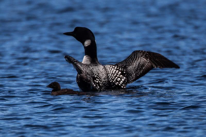 great northern loon
