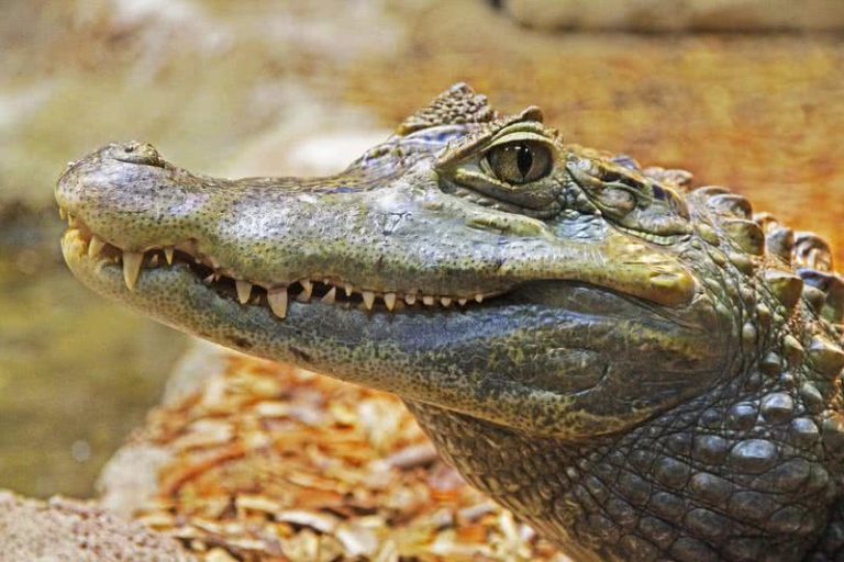 10 Amazing Animals Found Only In North America - The Mysterious World