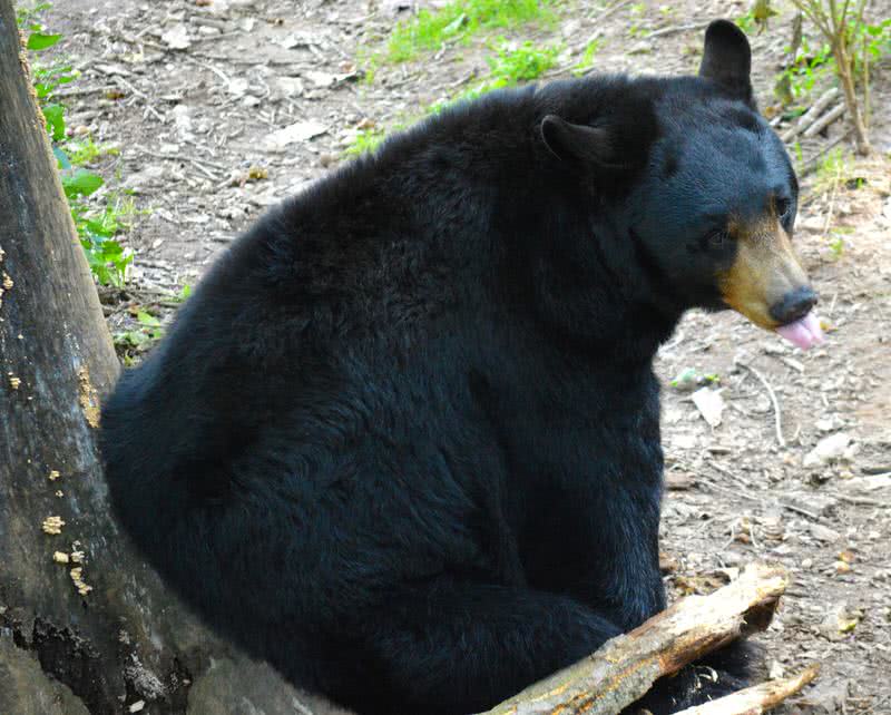 American black bear