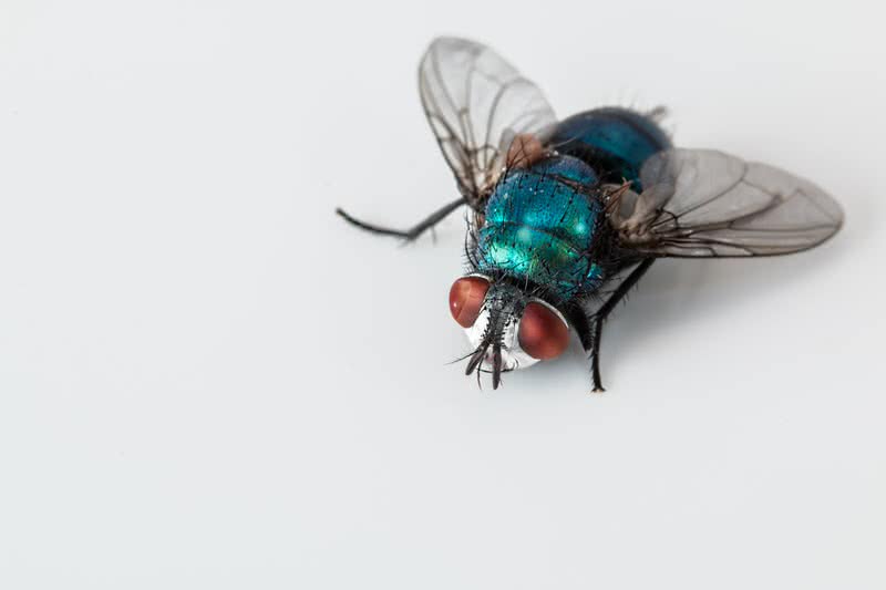 blue bottlefly