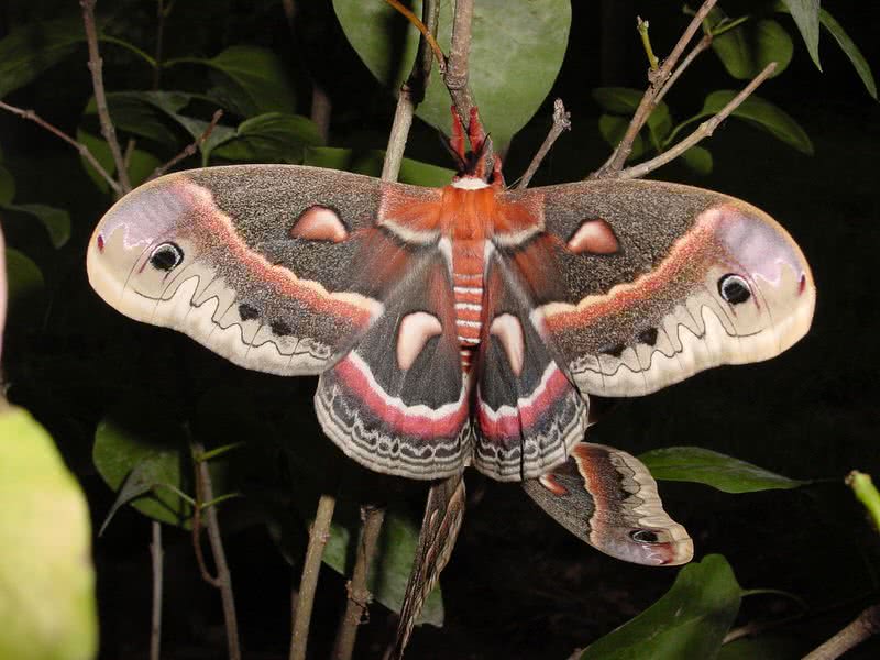 most beautiful moths
