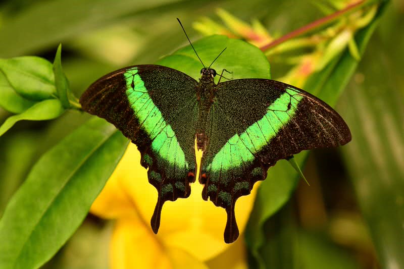 emerald swallowtail