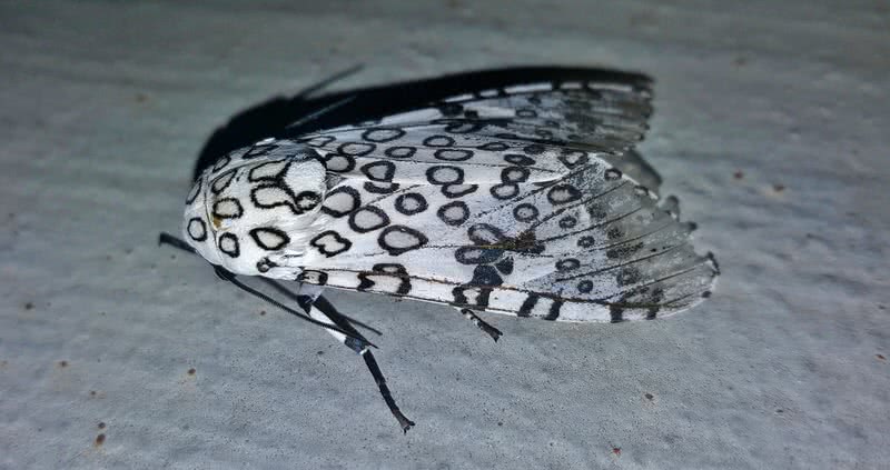 giant leopard moth