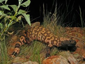 10 Amazing Animals Found Only In North America - The Mysterious World