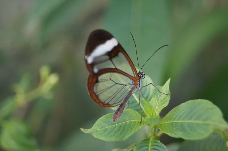 glass winged butterfly