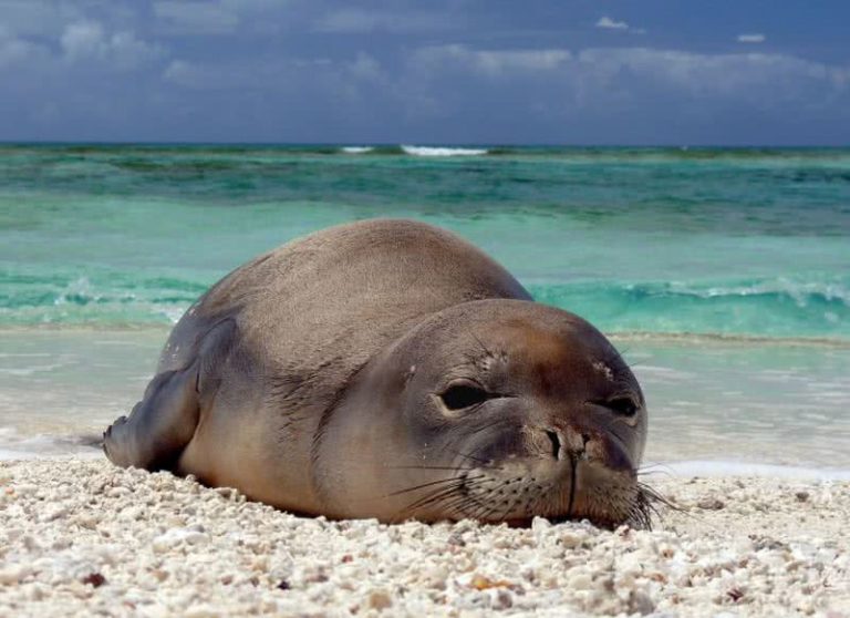 10 Amazing Animals Found Only In North America - The Mysterious World