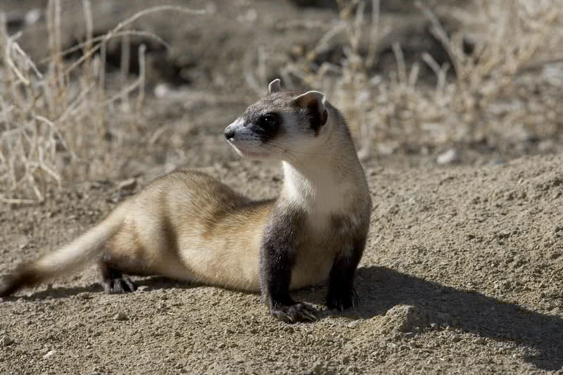 Black footed ferret