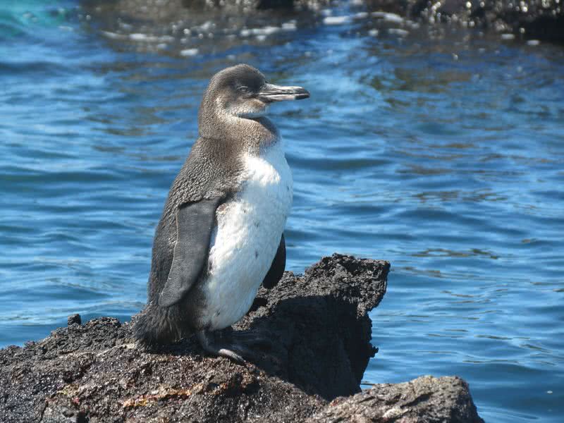 Galapagos penguin