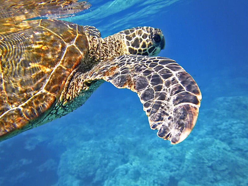 Green sea turtle