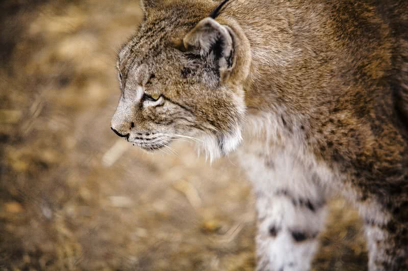 Iberian Lynx