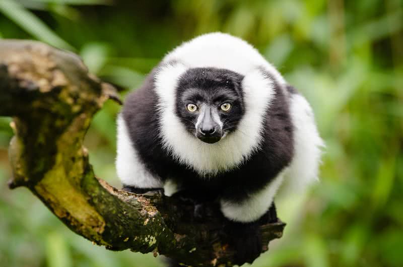 Top 10 Most Beautiful Endangered Animals - The Mysterious World