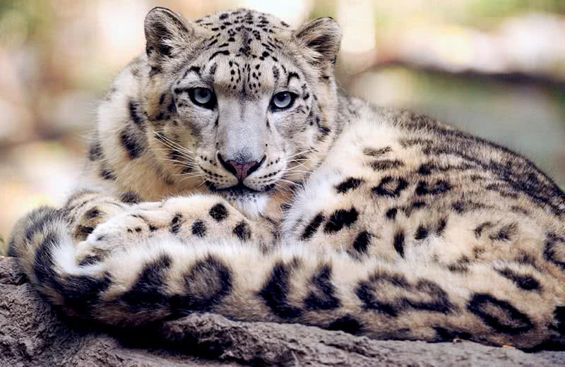 Snow leopard