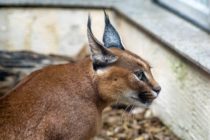 Little Known Wild Cats
