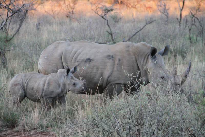 gestation period for white rhino