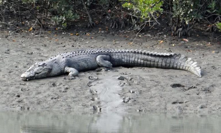 Top 10 Most Aggressive Animals In The World The Mysterious World