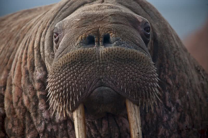 walrus