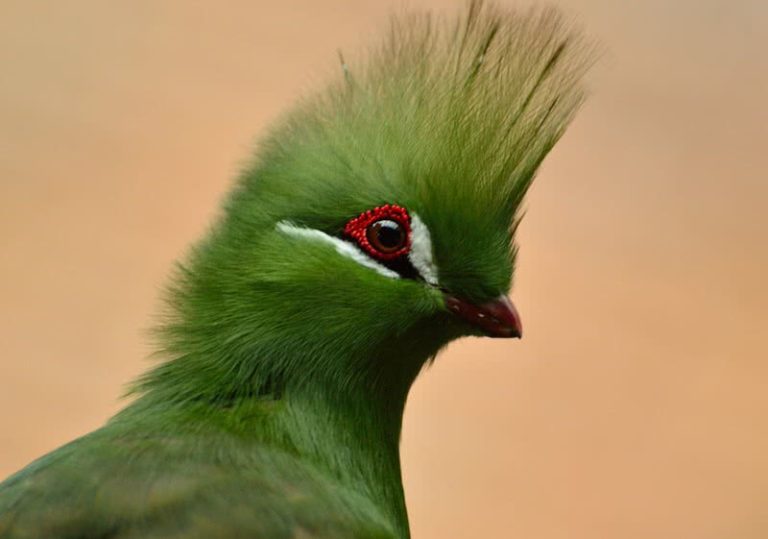 Top 10 Birds With Most Beautiful Crests - The Mysterious World