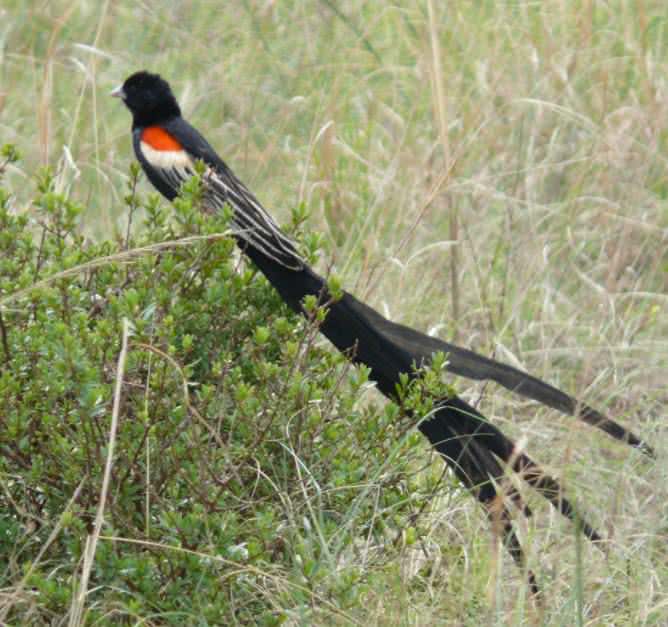 long-tailed widowbird
