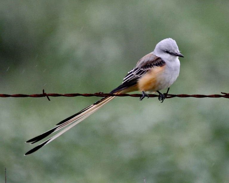 Top 10 Birds With Amazing Tails The Mysterious World 8083