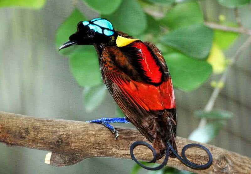 birds with amazing tails