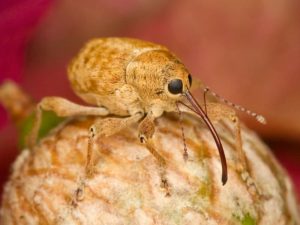 Weird Incects Top 10 Weirdest Insects In The World - The Mysterious World