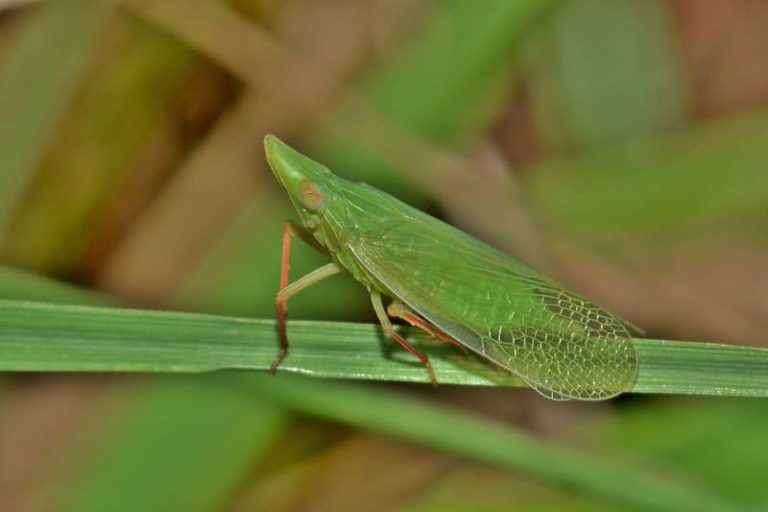 top-10-weirdest-insects-in-the-world-the-mysterious-world