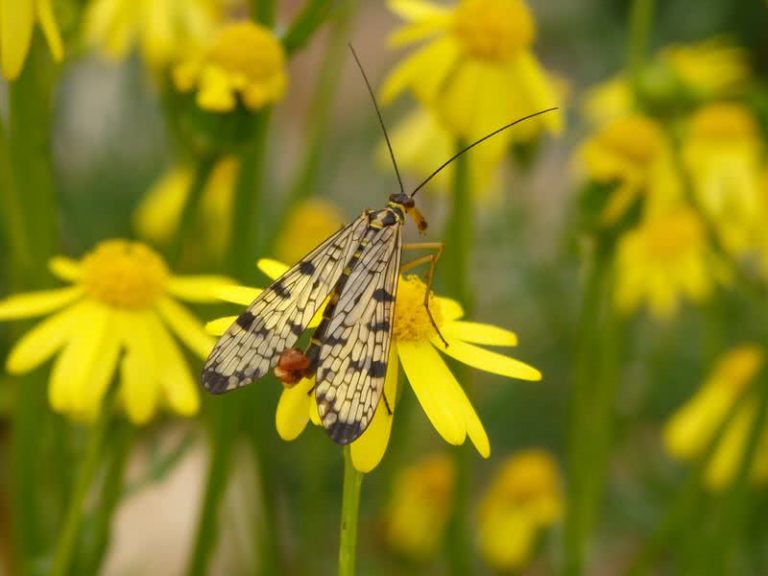 top-10-weirdest-insects-in-the-world-the-mysterious-world