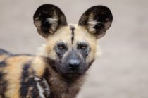 fastest land animals