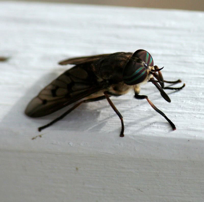 horsefly
