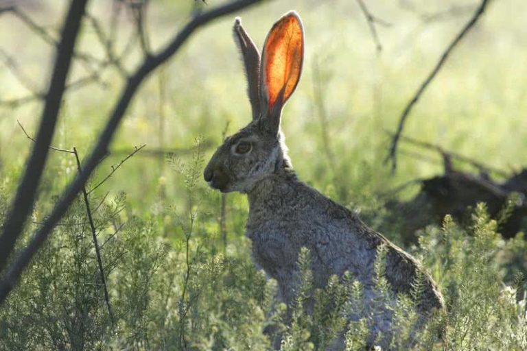 Top 10 Fastest Land Animals In The World The Mysterious World Top 10 Fastest Land Animals In The World The Mysterious World