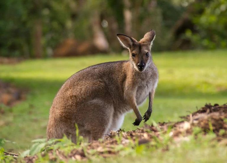 Top 10 Fastest Land Animals In The World The Mysterious World Top 10 Fastest Land Animals In The World The Mysterious World