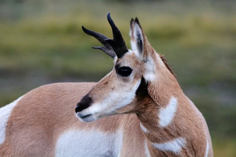 3 fastest land animals in the world