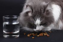 Foods That Are Bad For Your Cat
