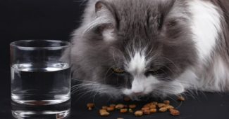 Foods That Are Bad For Your Cat