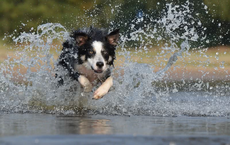 which is the most friendliest dog