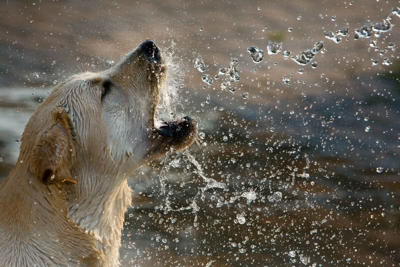 labrador retriever