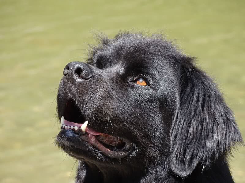 newfoundland-dog