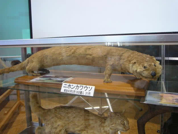 japanese river otter